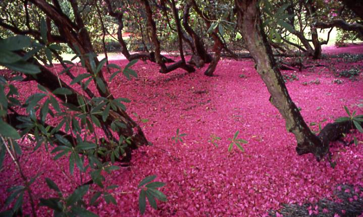 Riesiger Rhododendron Busch mit abgefallenen Bltenblttern
